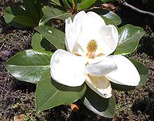 Magnolia Flower