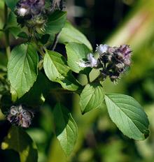 Flowering African Basil Plant