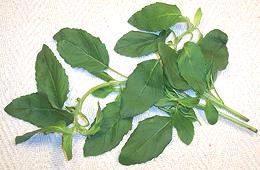 Leafy sprigs of Holy Basil