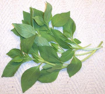 Leafy fronds of Thai Lemon basil