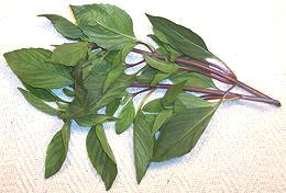 Leafy sprigs of Thai Purple Basil