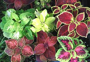 Coleus Plants