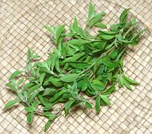 Marjoram Stems with Leaves