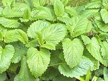 Leafy Lemon Balm Plants