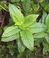 Growing Mint Plant