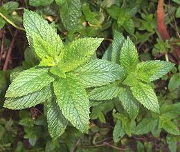 Mint leaves