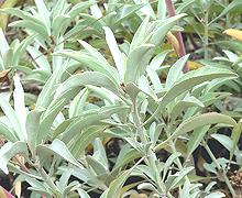 Live Giant White Sage Plants