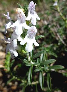 Winter Savory Plant