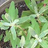 Growing Sage Plant