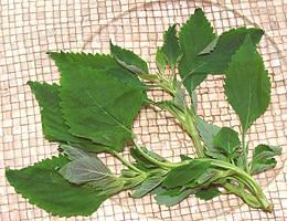 Vietnamese Balm Stem and Leaves