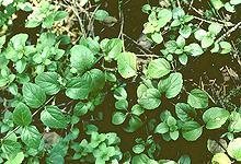 Living Yerba Buena Plant