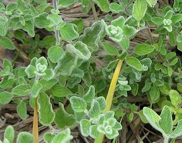 Leafy Za'atar Plants