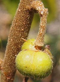 Dog's Balls Fruit