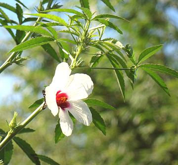 Flowering Kenaf Plant