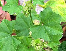 Common Mallow Leaves and Seed Wheels