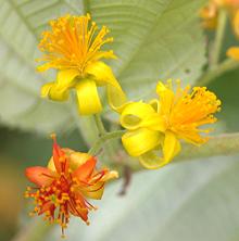 Phalsa Flowers on Bush