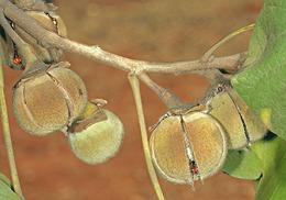 Snot Apple Fruit on Tree