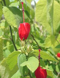 Flowering Wax Mallow Plant