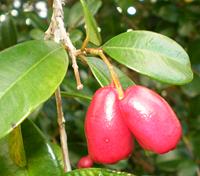 Brush Cherry Fruit on Tree