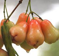 Lau Lau Fruit on Tree