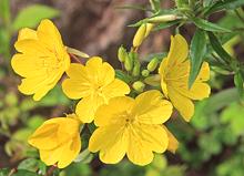 Evening Primrose Flowers, Buds