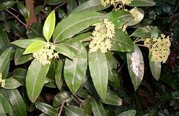 Lemon Myrtle Leaves, Flowers