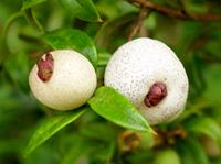 Midgen Berries on Tree