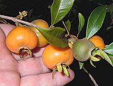 Pitomba Branch with Fruit