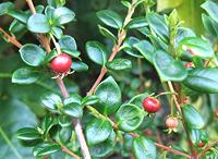 Ugni Fruit on Tree