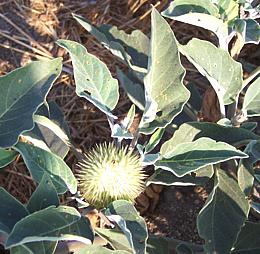 Datura Seed Pod