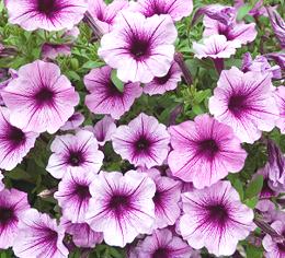 Petunia Flowers