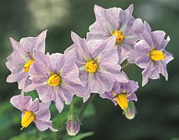 Potato Flowers