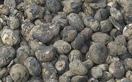 Whole Black Chuño Potatoes