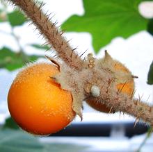 Pseudolulo Fruit on branch