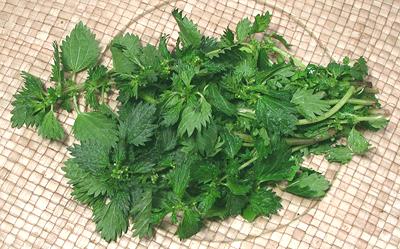 Leafy Stinging Nettles Fronds