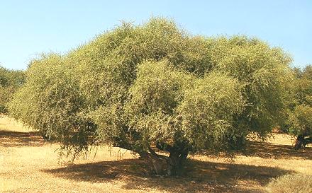 Live Argan Tree