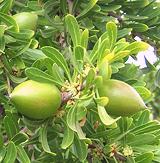 Argan Fruit