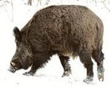 Live Boar