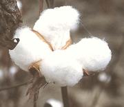 Cotton Boll