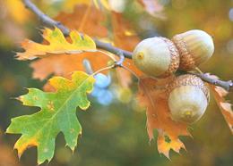 Acorns and Oak Leaves on Tree