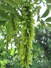 Wingnut Catkin on Tree