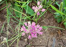 Flowering Prairie Onion