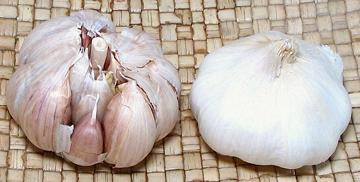 Garlic, Hardneck & Softneck