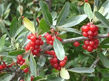 Fruit on Branch