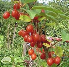 Berries on Branch