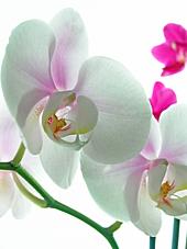 Orchid Flowers