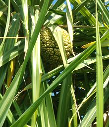 Leaves and Fruit