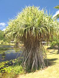 Pandanus Tree