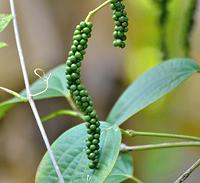 Pepper fruit on Vine