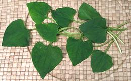 Leafy Stems of Fish Mint